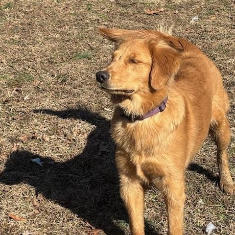 Mookie, a ADOPTABLE Golden Retriever in Port Elizabeth, NJ image 2/2