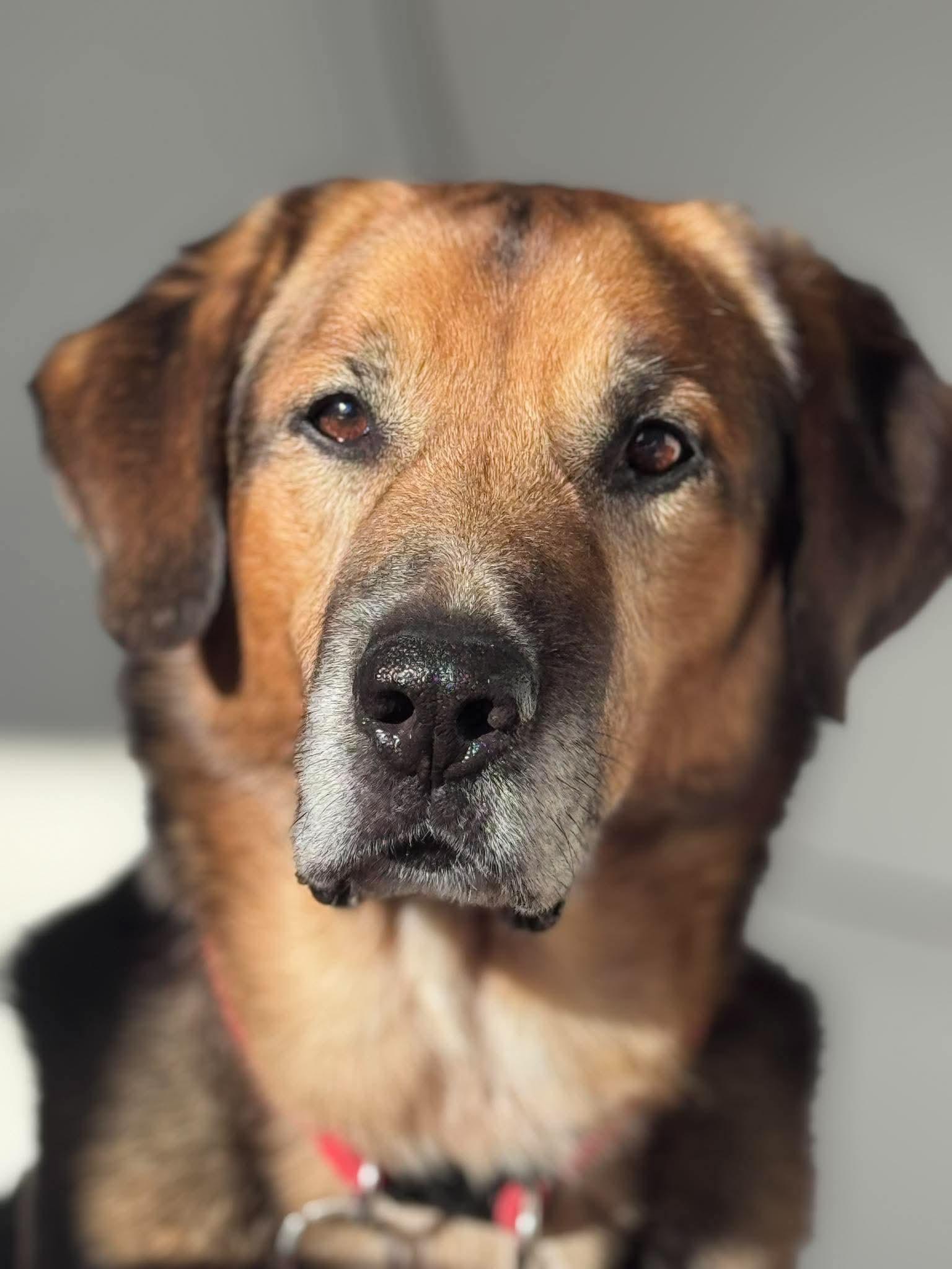 REGGIE, Adoptable, Adult Male German Shepherd Dog & Hound.