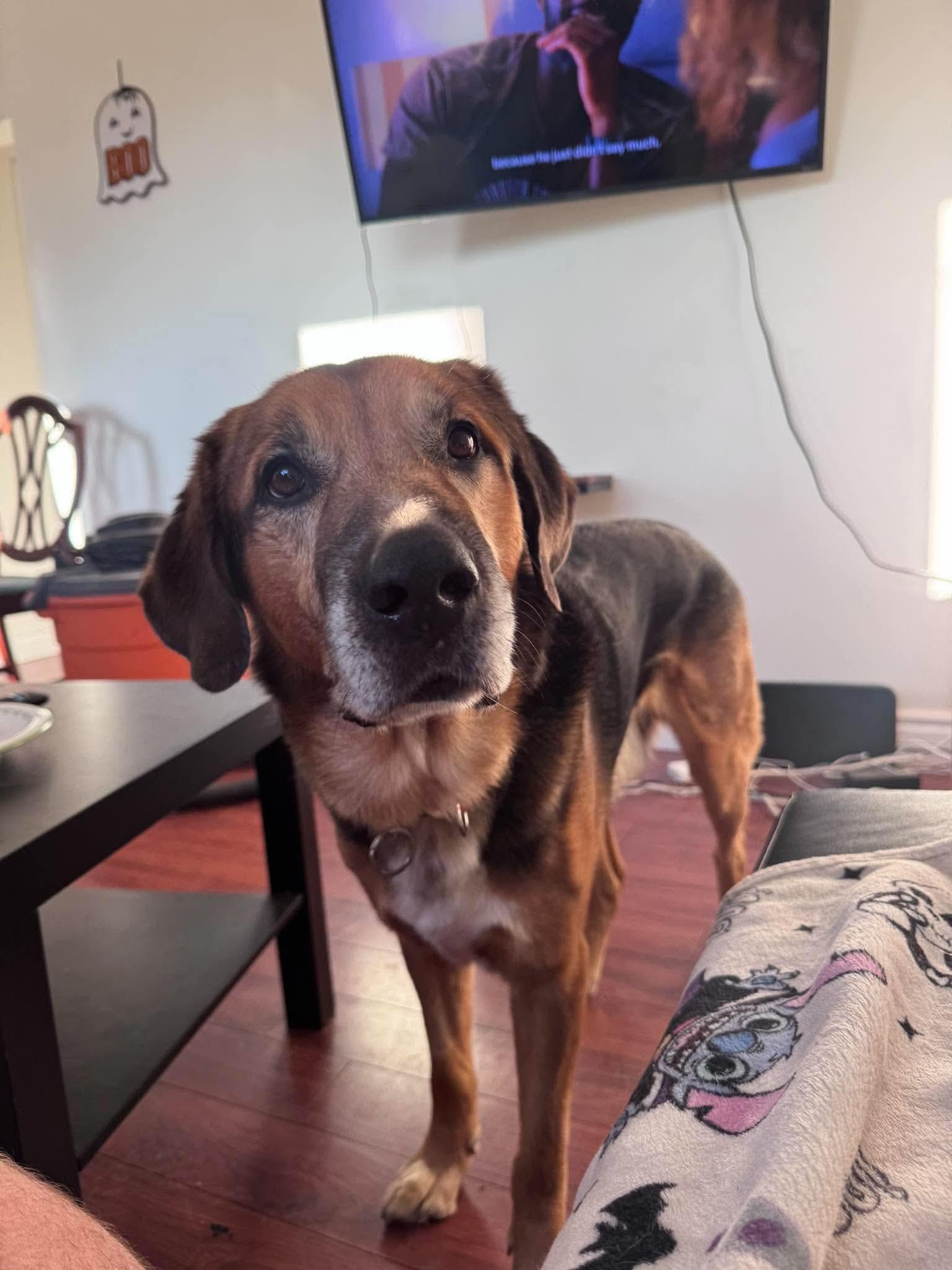 Enlarge REGGIE, a Adoptable mixed breed in Toronto, ON image 4/4