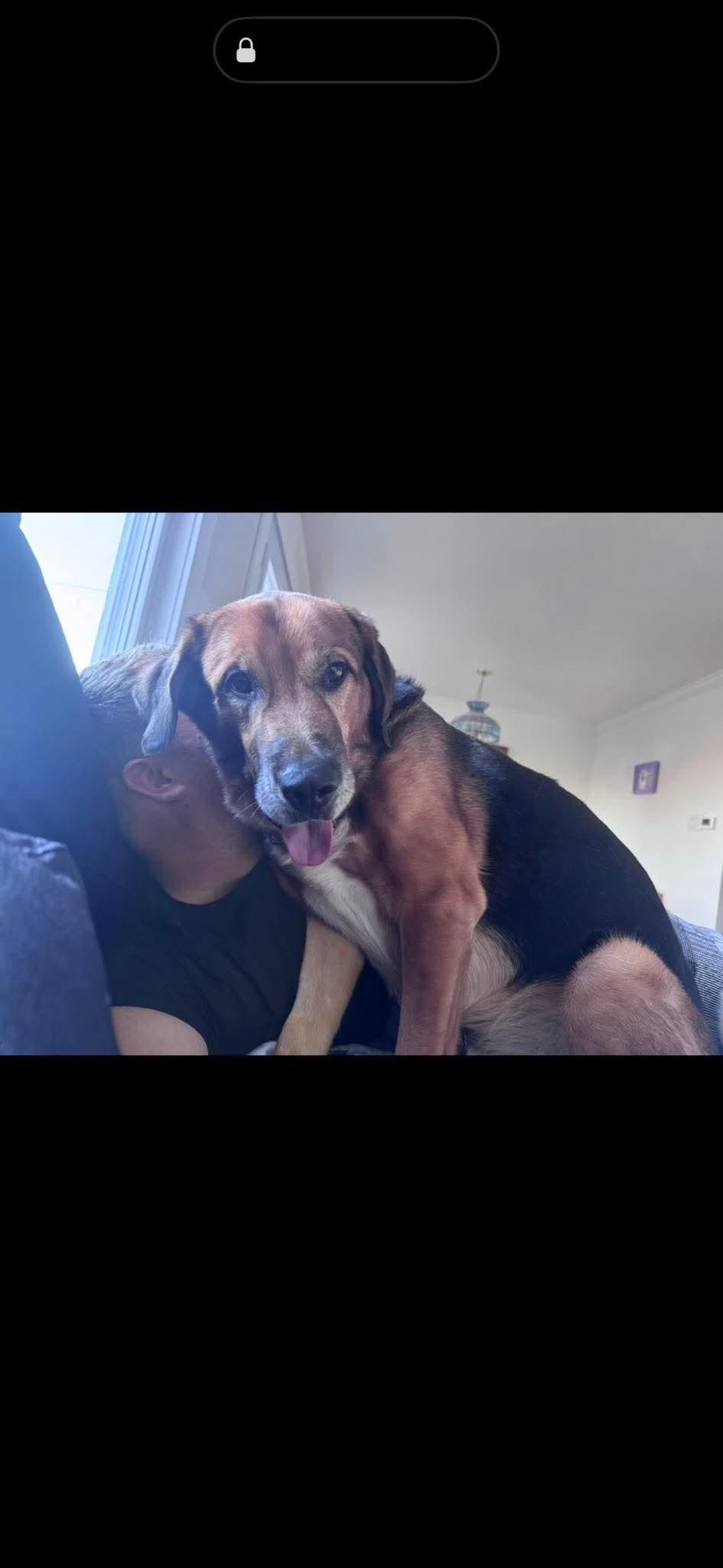 Enlarge REGGIE, a Adoptable mixed breed in Toronto, ON image 3/4