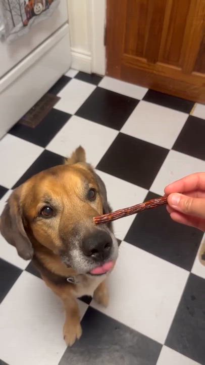 Enlarge REGGIE, a Adoptable mixed breed in Toronto, ON video 2/4