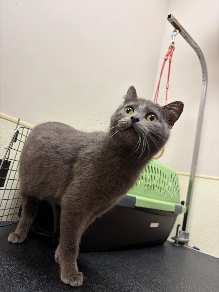 Rosemary, Adoptable, Young Female Domestic Short Hair.