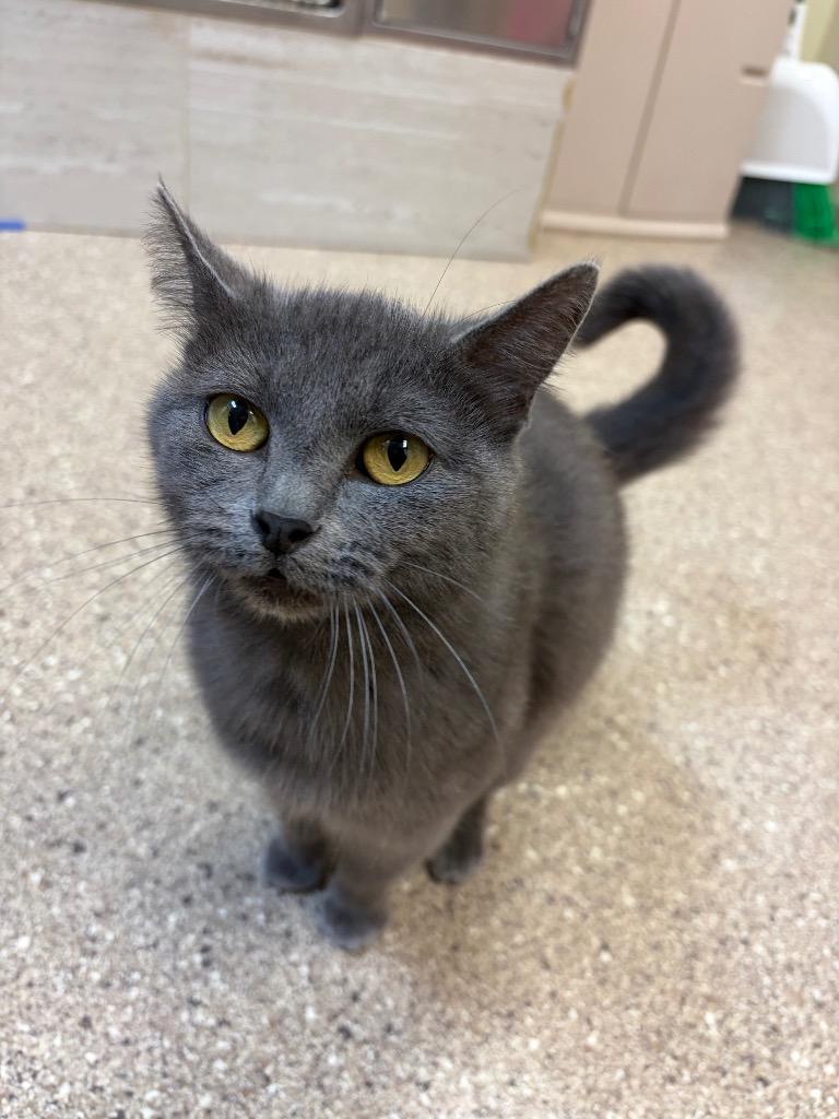 Enlarge Rosemary, a Adoptable mixed breed in Great Bend, KS image 2/3