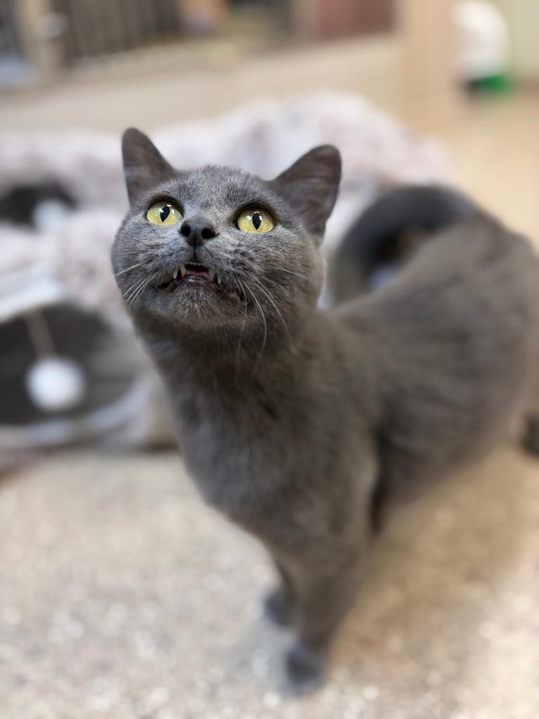 Enlarge Rosemary, a Adoptable mixed breed in Great Bend, KS image 3/3