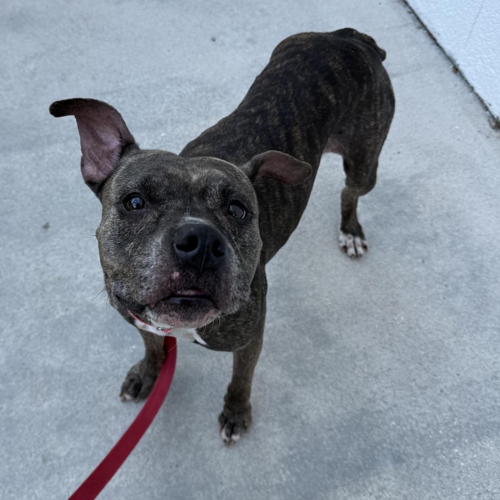 Luna, Adoptable, Senior Female Mixed Breed.