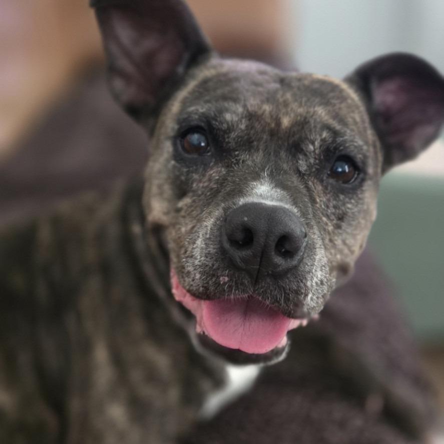 Enlarge Luna, a Adoptable Mixed Breed in Jacksonville, FL image 2/6