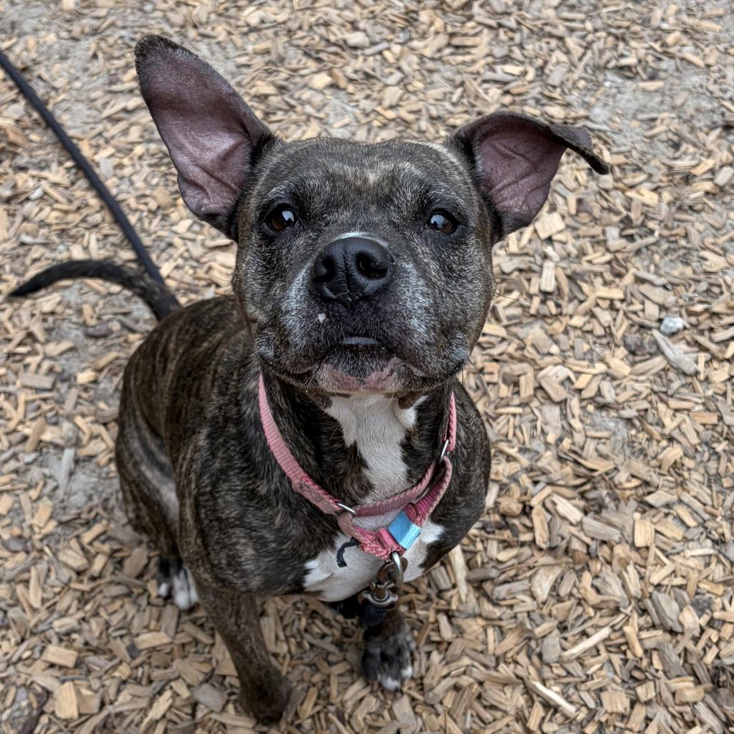 Luna, a Adoptable Mixed Breed in Jacksonville, FL image 2/6