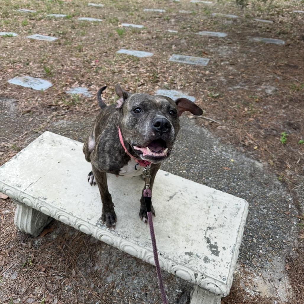 Luna, a Adoptable Mixed Breed in Jacksonville, FL image 3/6