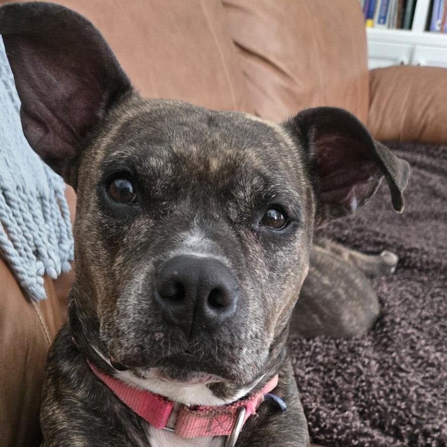 Luna, a Adoptable Mixed Breed in Jacksonville, FL image 4/6