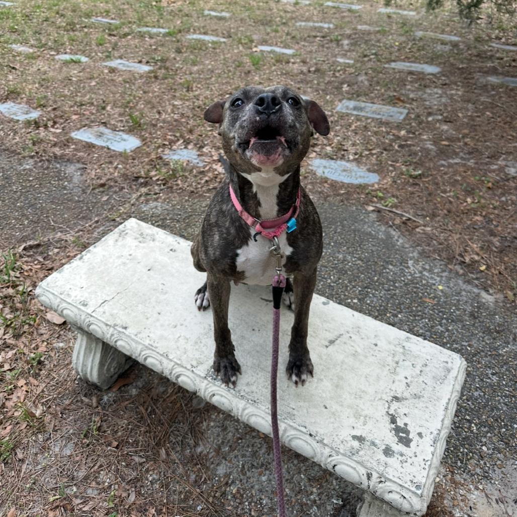 Luna, a Adoptable Mixed Breed in Jacksonville, FL image 5/6