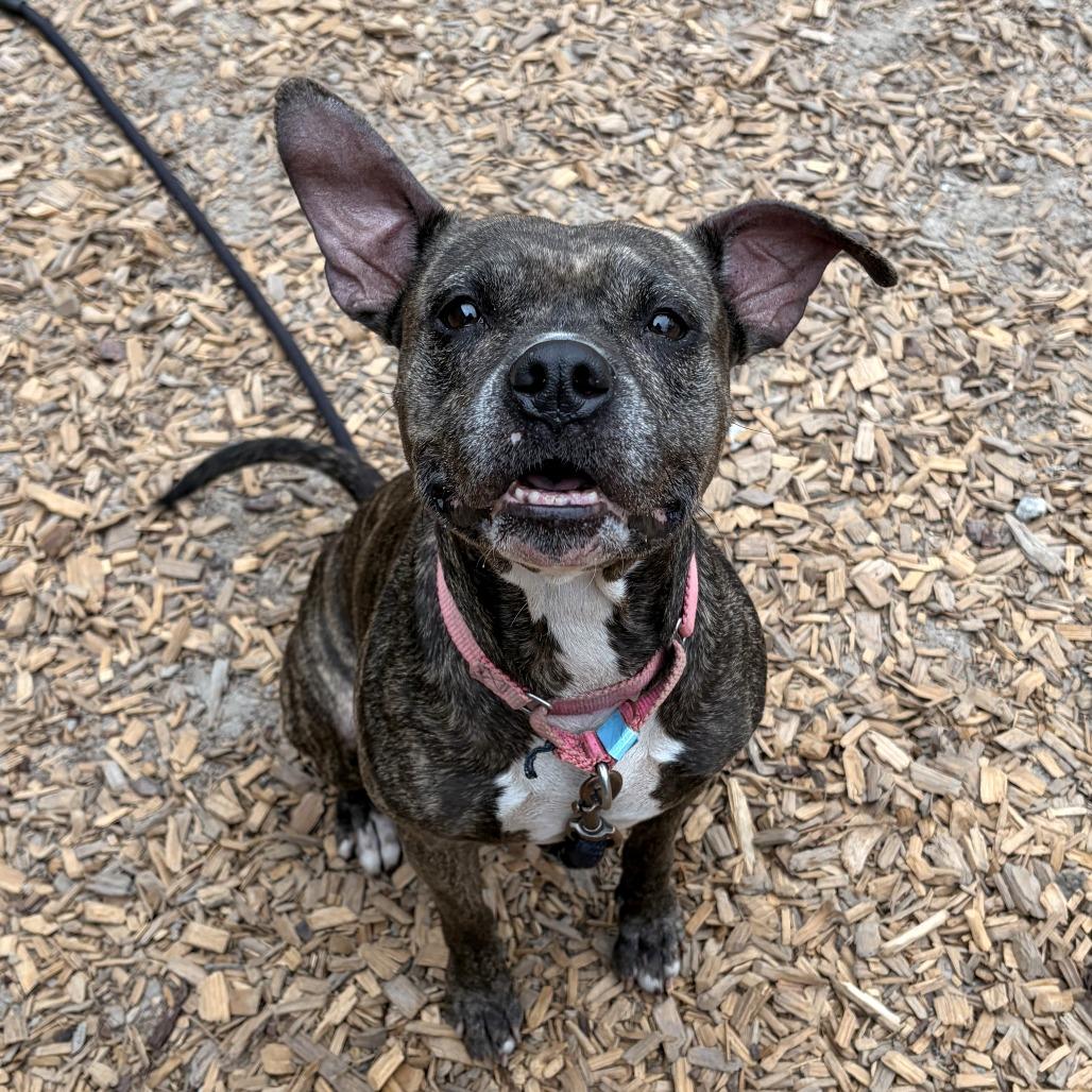 Luna, a Adoptable Mixed Breed in Jacksonville, FL image 6/6