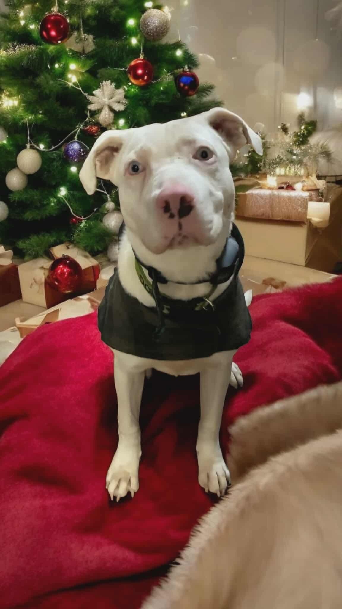 Malibu! Cute Sweet Girl!