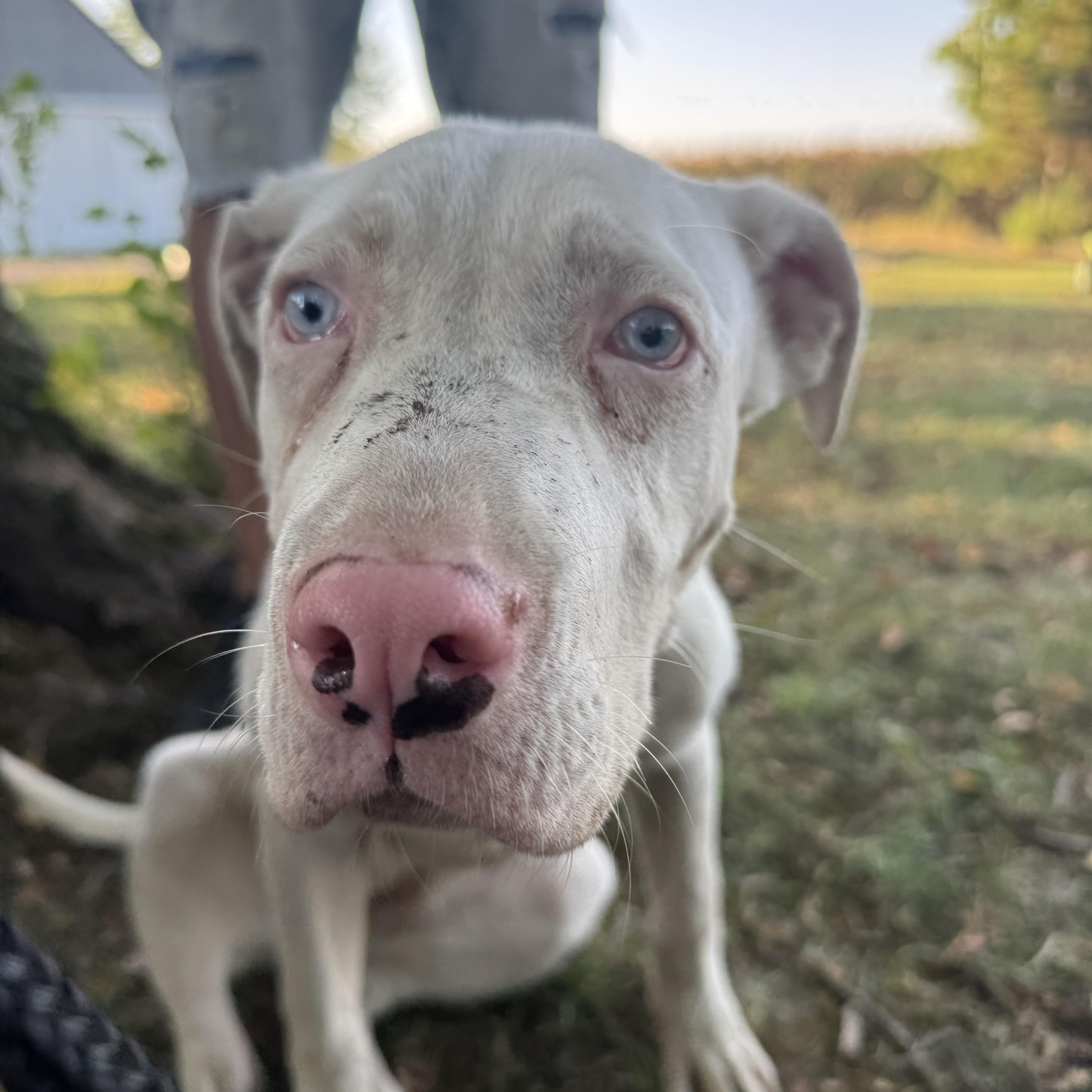 Malibu! Cute Sweet Girl! thumbnail 3