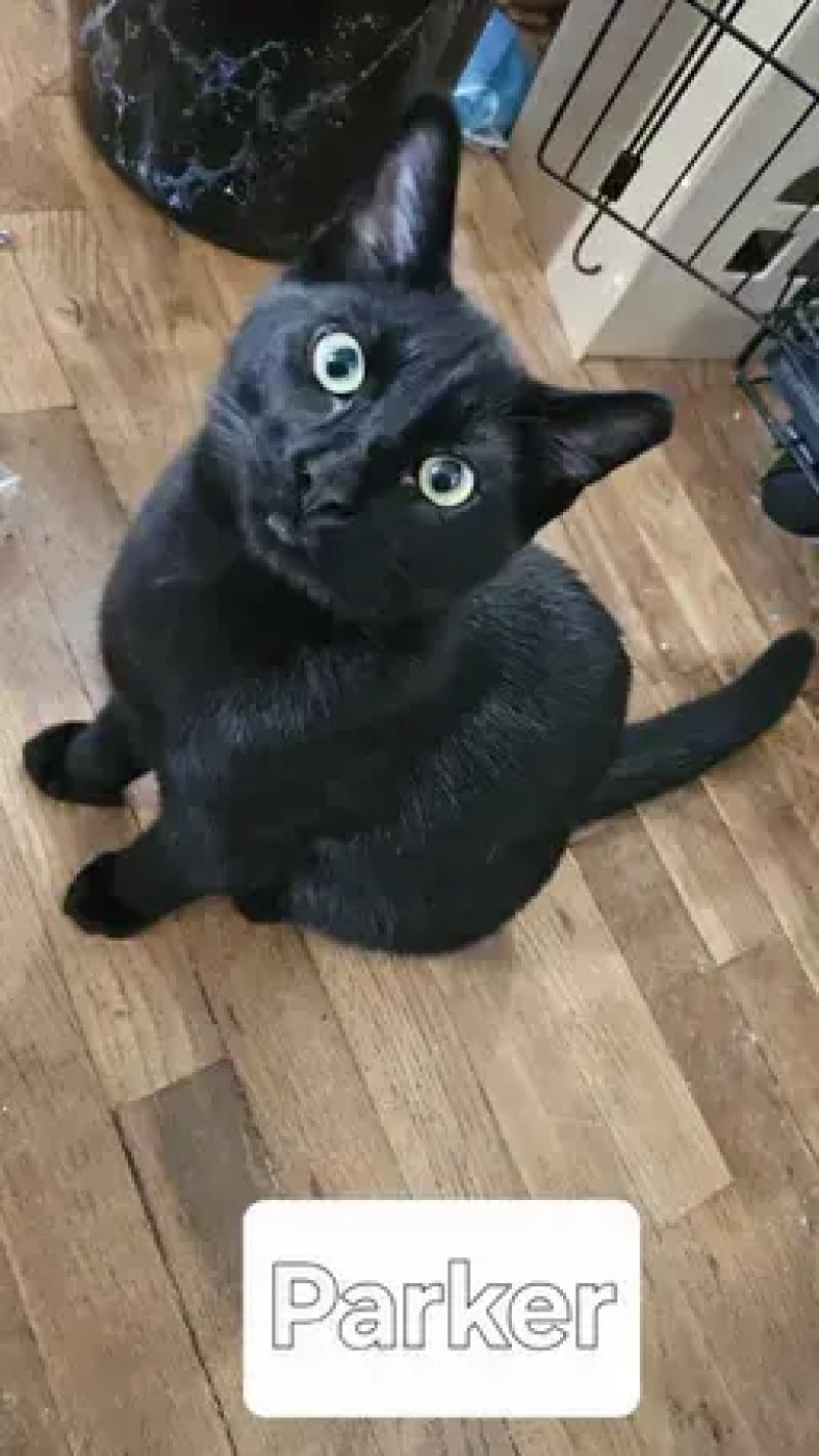 Enlarge Parker, a Adoptable Domestic Short Hair in North Babylon, NY image 3/4