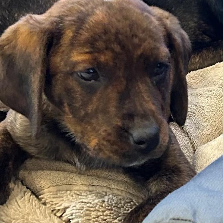 Belle, a Adoptable Plott Hound in Silver Spring, MD image 1/4