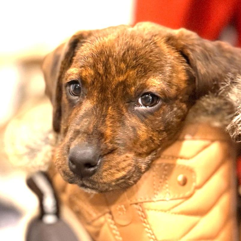Belle, a Adoptable Plott Hound in Silver Spring, MD image 2/4