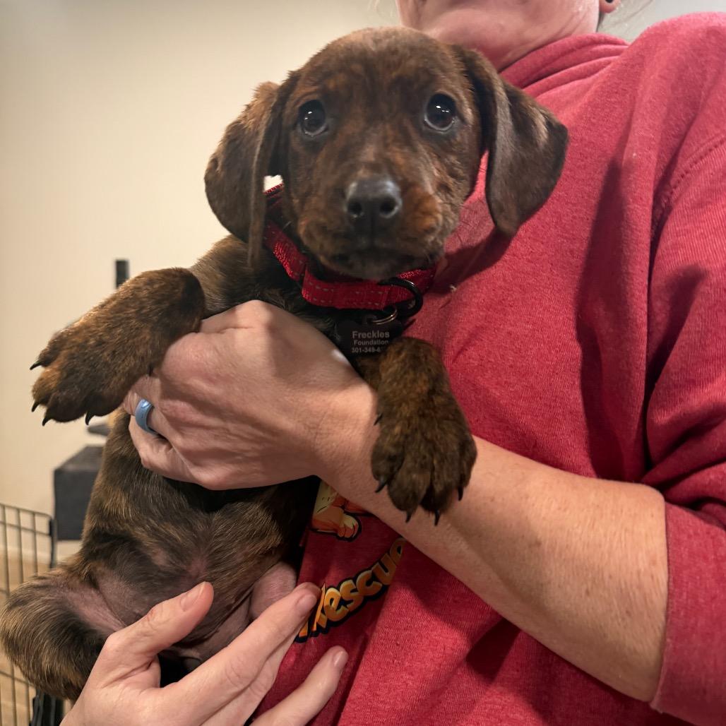 Belle, a Adoptable Plott Hound in Silver Spring, MD image 3/4