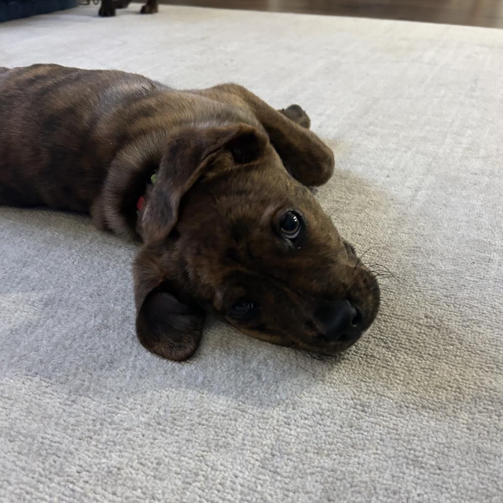 Belle, a Adoptable Plott Hound in Silver Spring, MD image 4/4