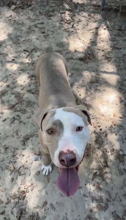 Percival, a Adoptable Mixed Breed in Spartanburg, SC image 1/3