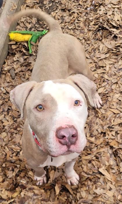 Percival, a Adoptable Mixed Breed in Spartanburg, SC image 2/3