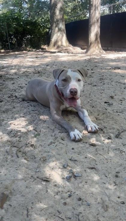 Percival, a Adoptable Mixed Breed in Spartanburg, SC image 3/3