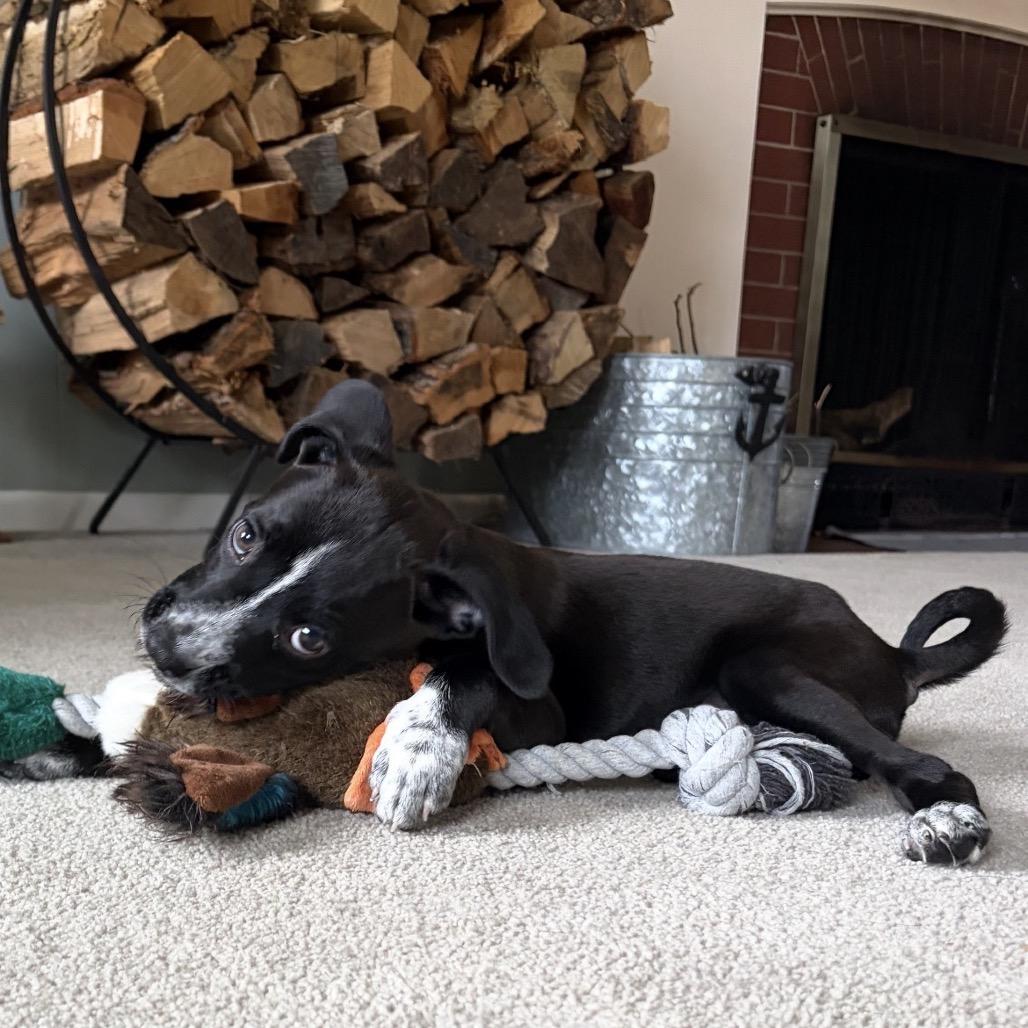 Tinky, Adoptable, Puppy Female Boxer.