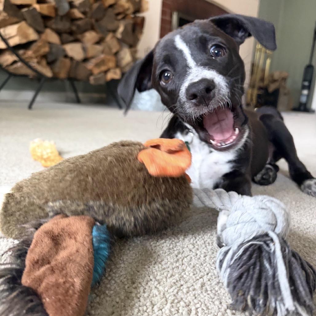 Enlarge Tinky, a Adoptable Boxer in Oceanside, NY image 2/6