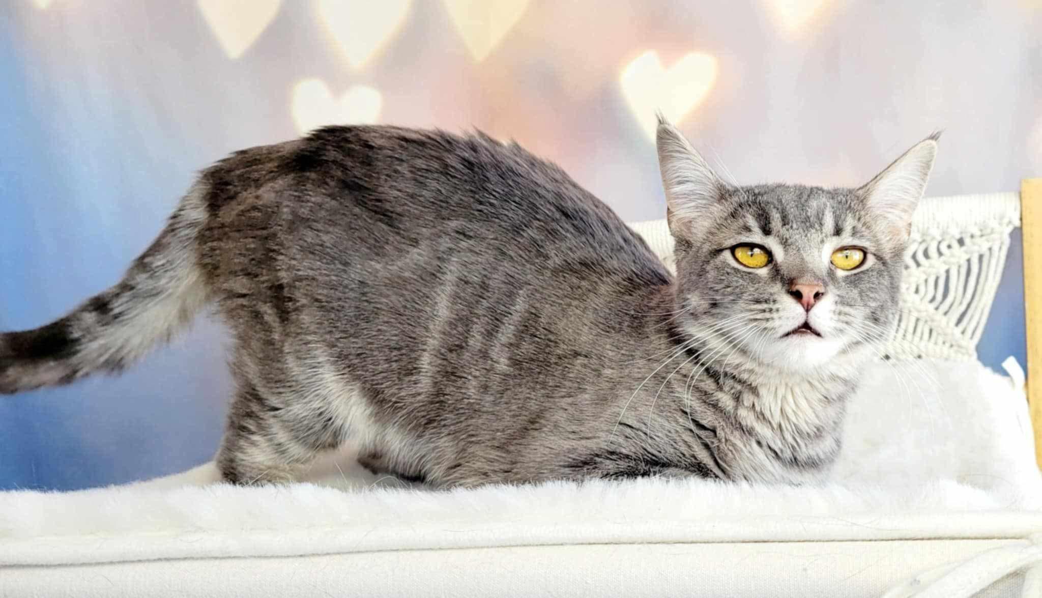 Enlarge Ostria, a Adoptable mixed breed in Greensburg, PA image 3/6