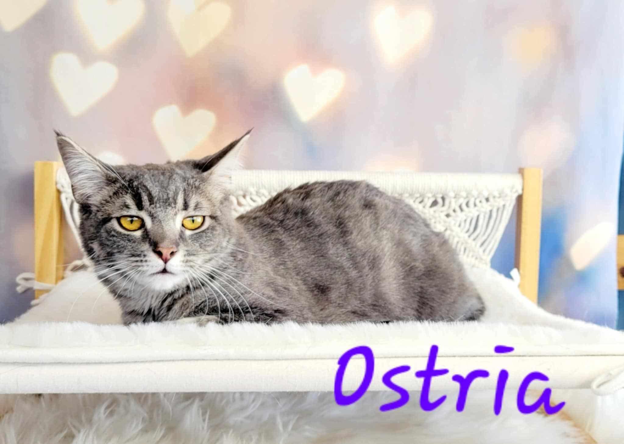 Enlarge Ostria, a Adoptable mixed breed in Greensburg, PA image 5/6