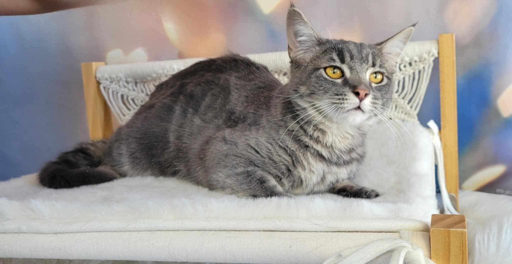 Enlarge Ostria, a Adoptable mixed breed in Greensburg, PA image 6/6