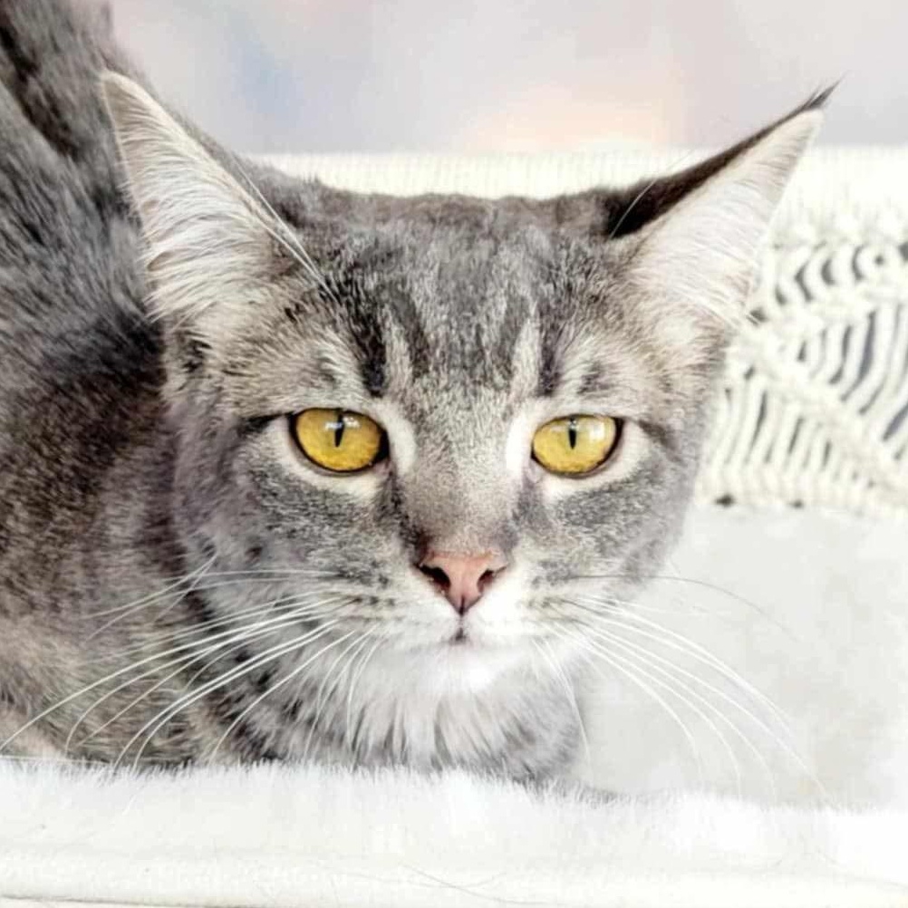 Ostria, Baby Female Tabby