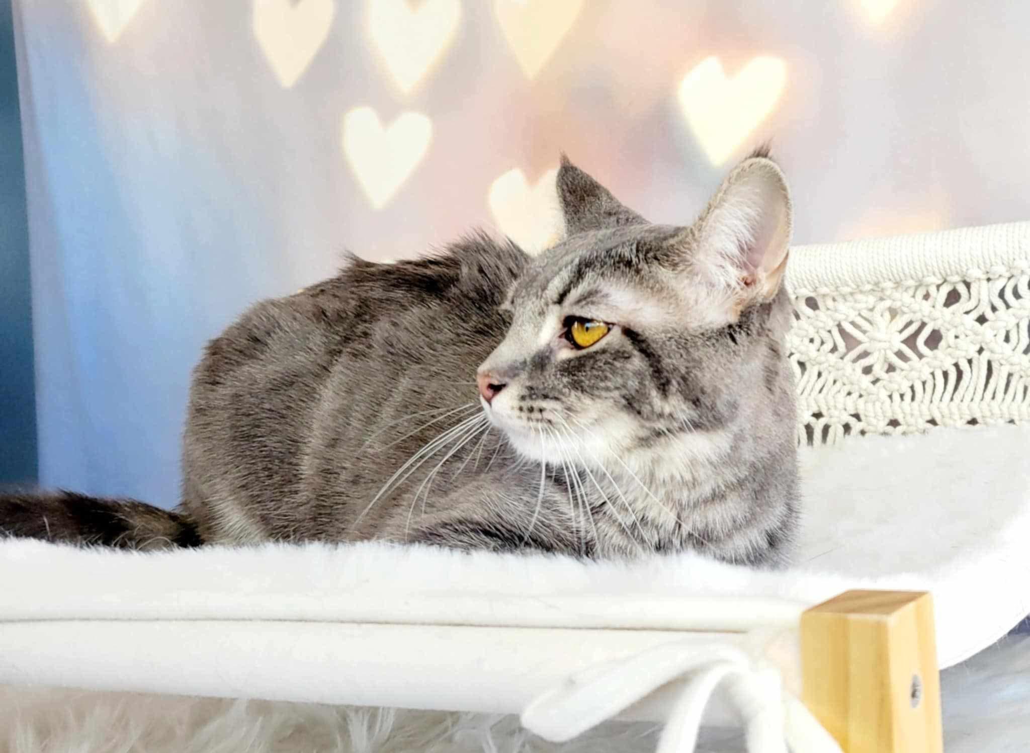 Enlarge Ostria, a Adoptable mixed breed in Greensburg, PA image 4/6