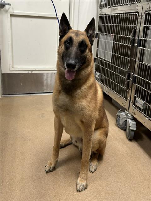 Enlarge BULLET, a Adoptable Belgian Shepherd / Malinois in Norco, CA image 1/1