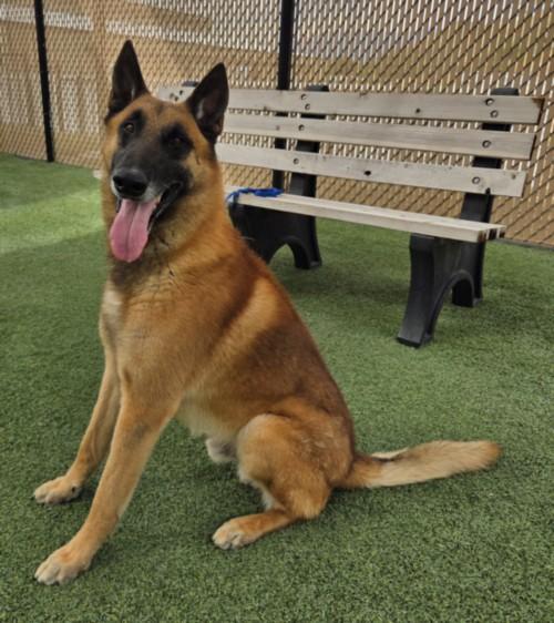BULLET, Adoptable, Adult Male Belgian Shepherd / Malinois.
