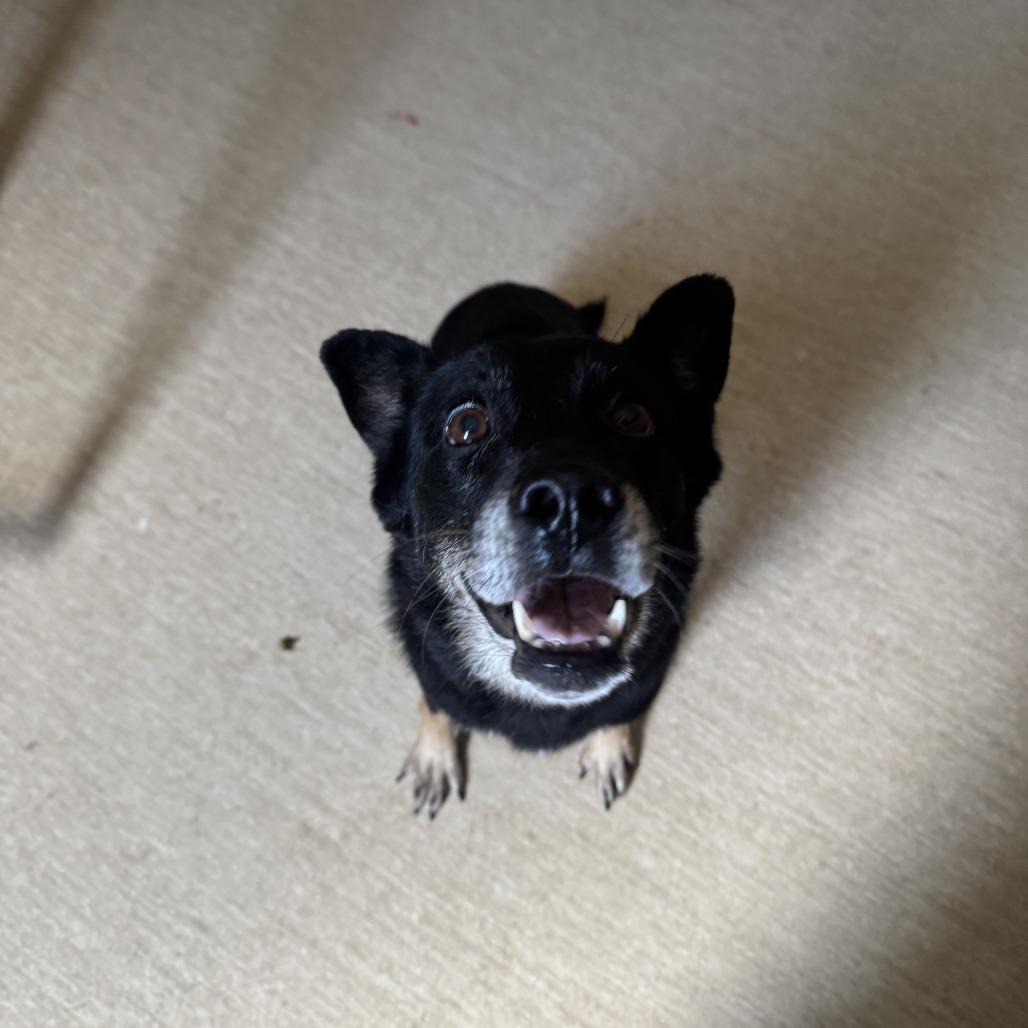 Enlarge Berry, a Adoptable Mixed Breed in Red House, WV image 1/1