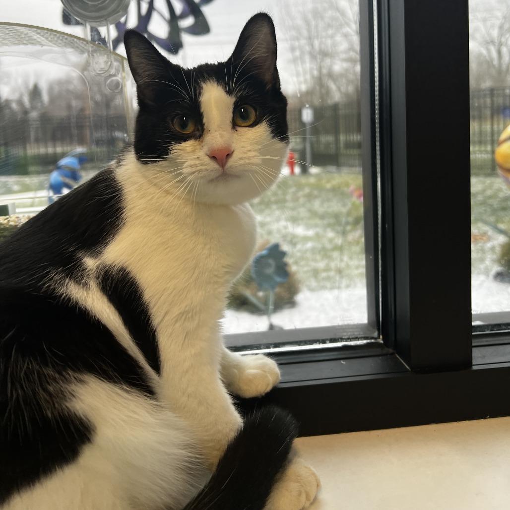 Boise, Adoptable, Young Female Domestic Short Hair.