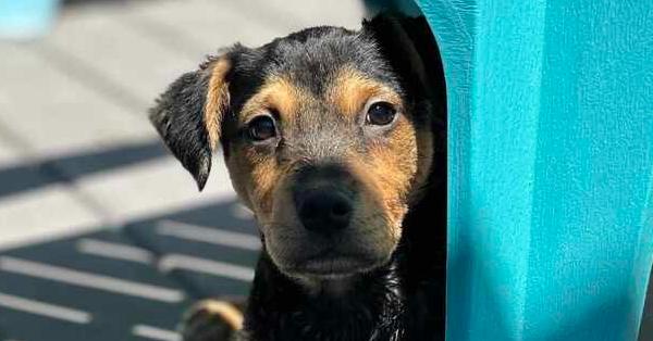 Brutemater, Adoptable, Puppy Male Australian Shepherd.