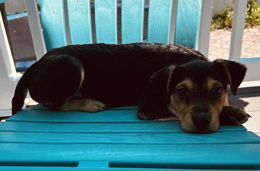 Enlarge Brutemater, a Adoptable mixed breed in Tuckerton, NJ image 2/2