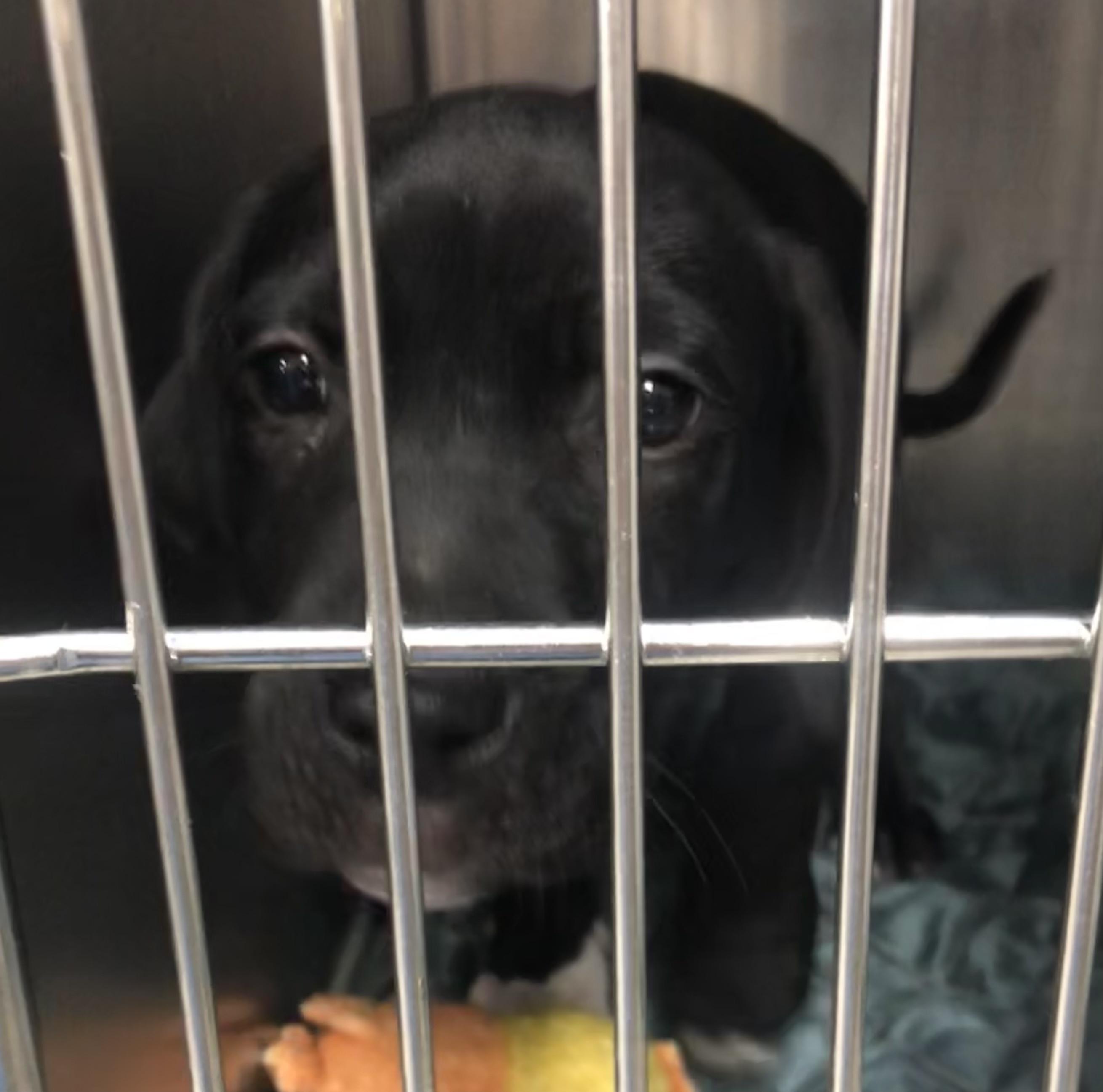 Twix, adoptable, Puppy Male Labrador Retriever.