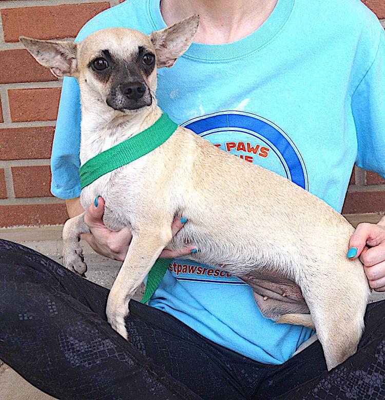 Enlarge Leya, a ADOPTABLE Chihuahua in Carrollton, TX image 3/3