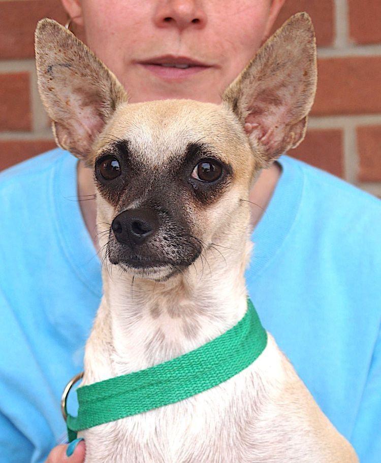 Leya, ADOPTABLE, Adult Female Chihuahua.