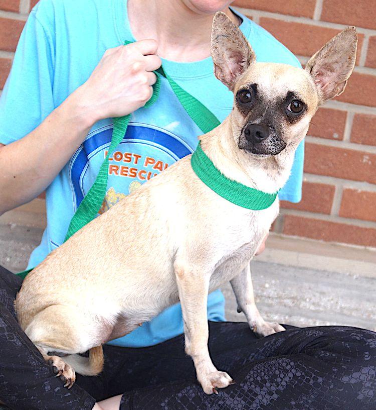 Enlarge Leya, a ADOPTABLE Chihuahua in Carrollton, TX image 2/3