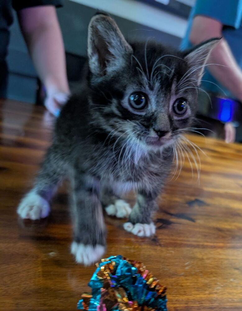 Luciano (green collar), Adoptable, Kitten Male Domestic Short Hair.