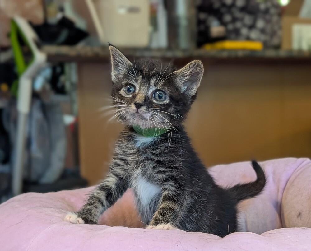 Luciano (green collar), a Adoptable Domestic Short Hair in Statesville, NC image 2/2