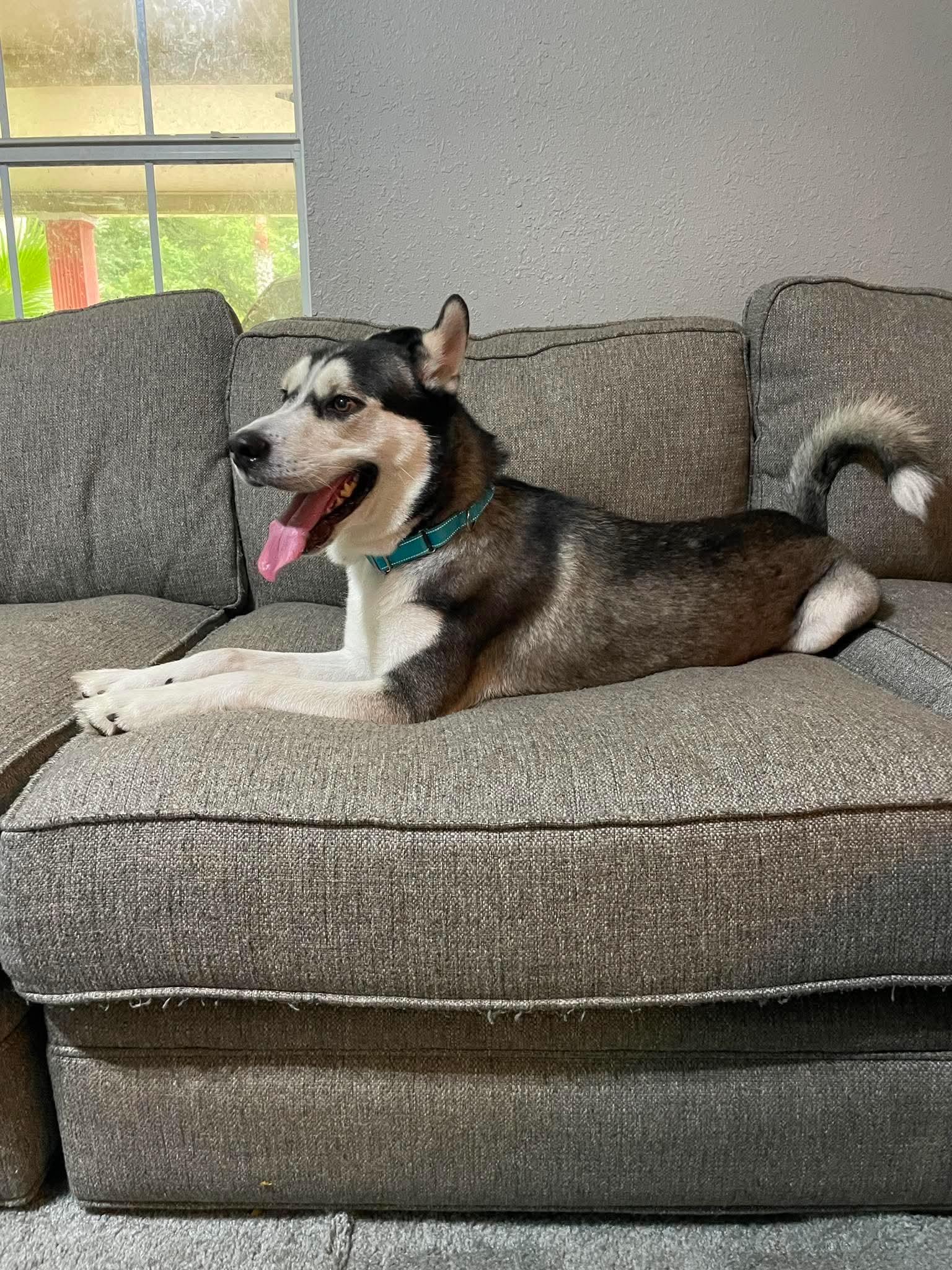 Richie, Adoptable, Adult Male Husky & Siberian Husky.
