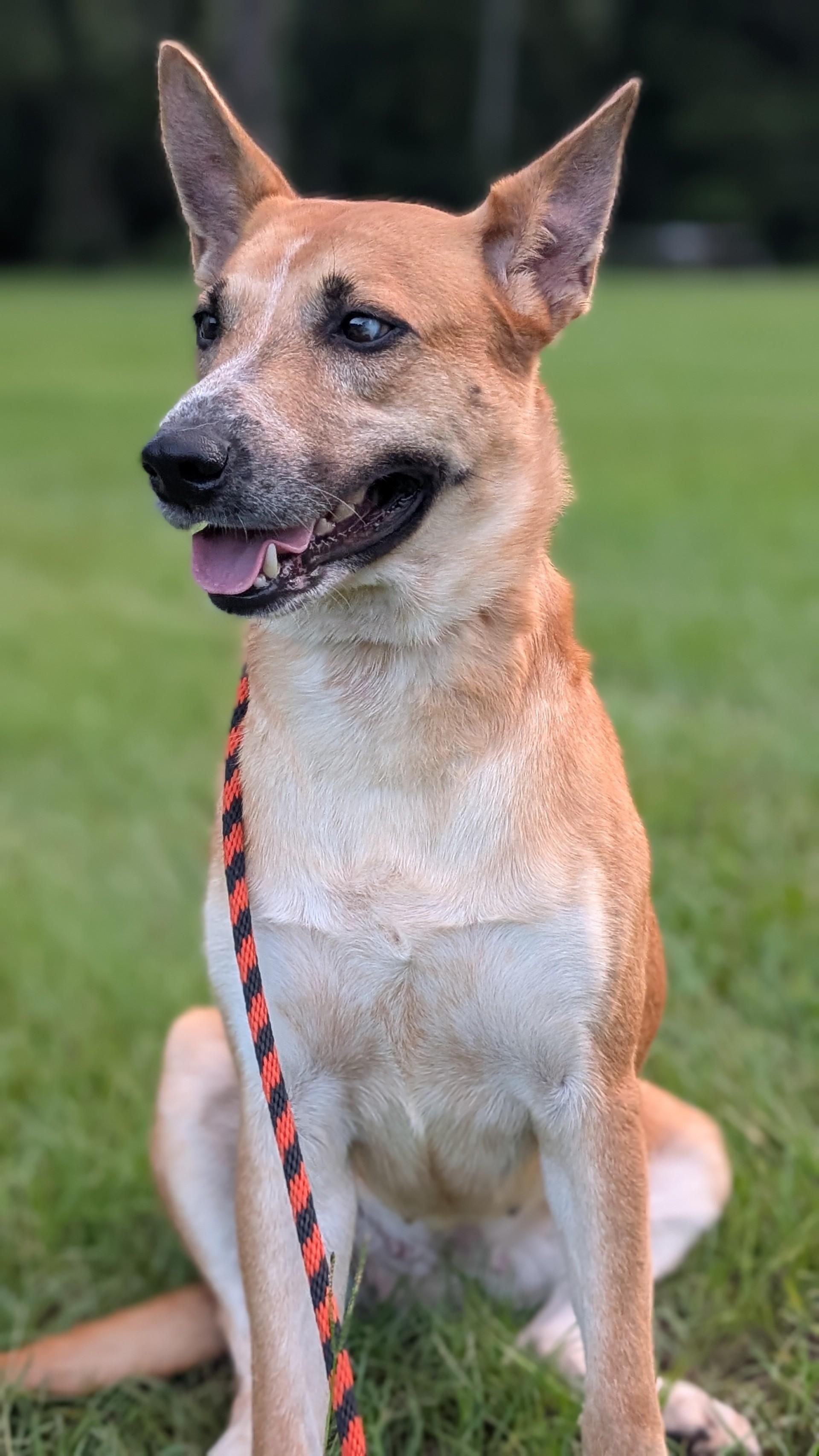 Hailey, Adoptable, Adult Female Shepherd.
