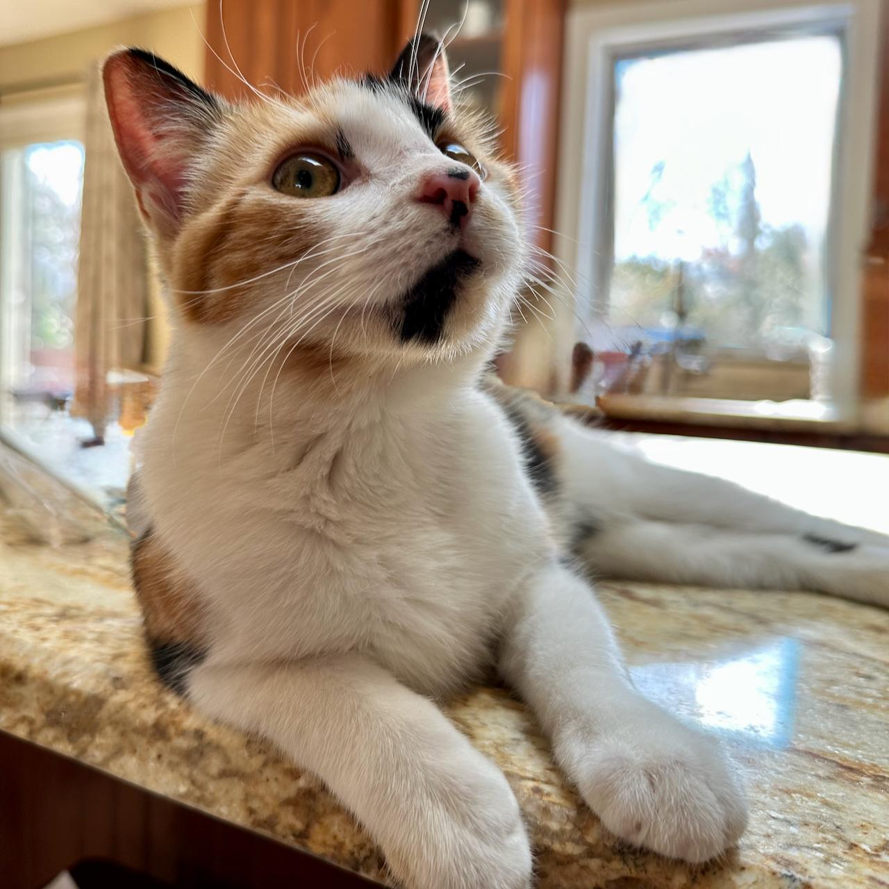 Enlarge Squirtle, a Adoptable mixed breed in East Brunswick, NJ image 6/6