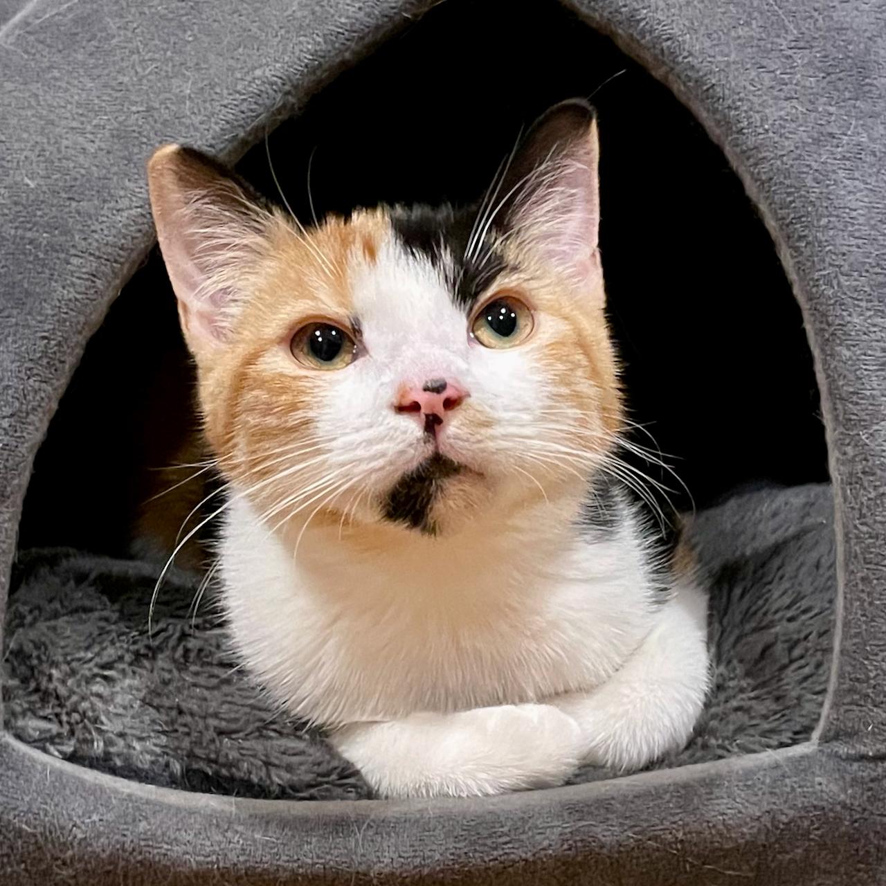 Enlarge Squirtle, a Adoptable mixed breed in East Brunswick, NJ image 2/6