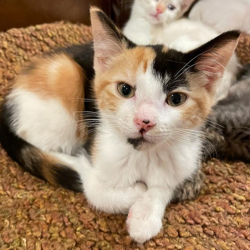 Enlarge Squirtle (F), a Adoptable mixed breed in East Brunswick, NJ image 3/3