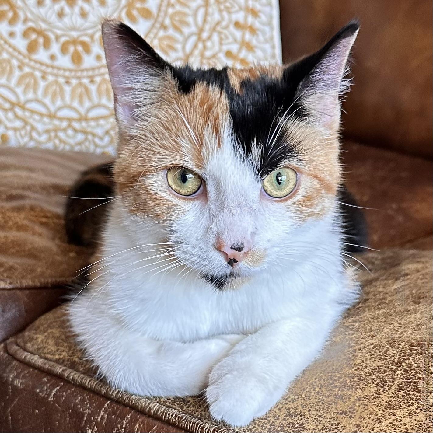 Squirtle, Adoptable, Kitten Female Calico & Domestic Short Hair.